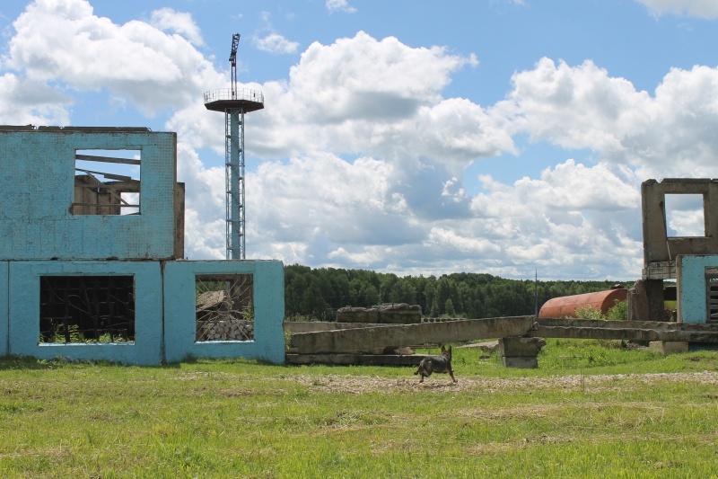 Кинологический расчёт